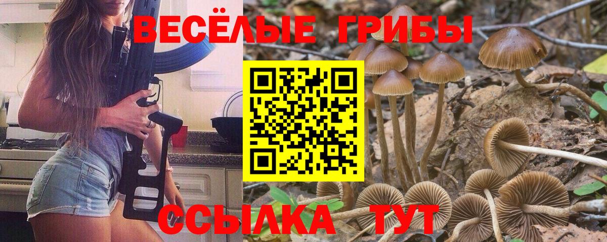 сколько стоит  Псилоцибиновые грибы Magic Shrooms  Вход с VPN  Псилоцибиновые грибы Psilocybe  Феодосия 